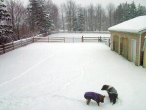 dogs and snow