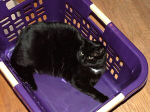 No more room in here, go away.