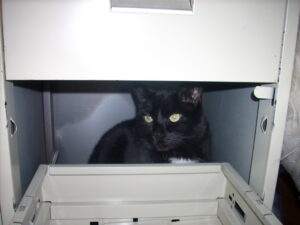 File under "cat picture."